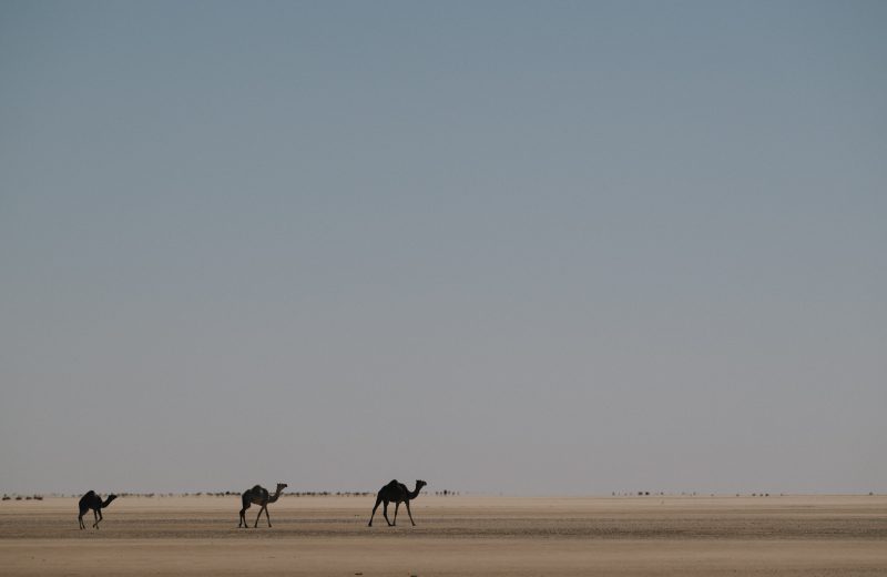 Chami – Aidzidine — 1